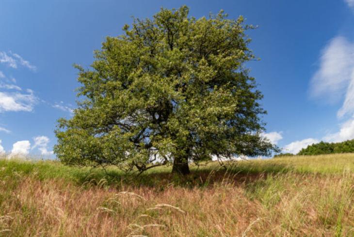 strom roka hruška z Bošáce